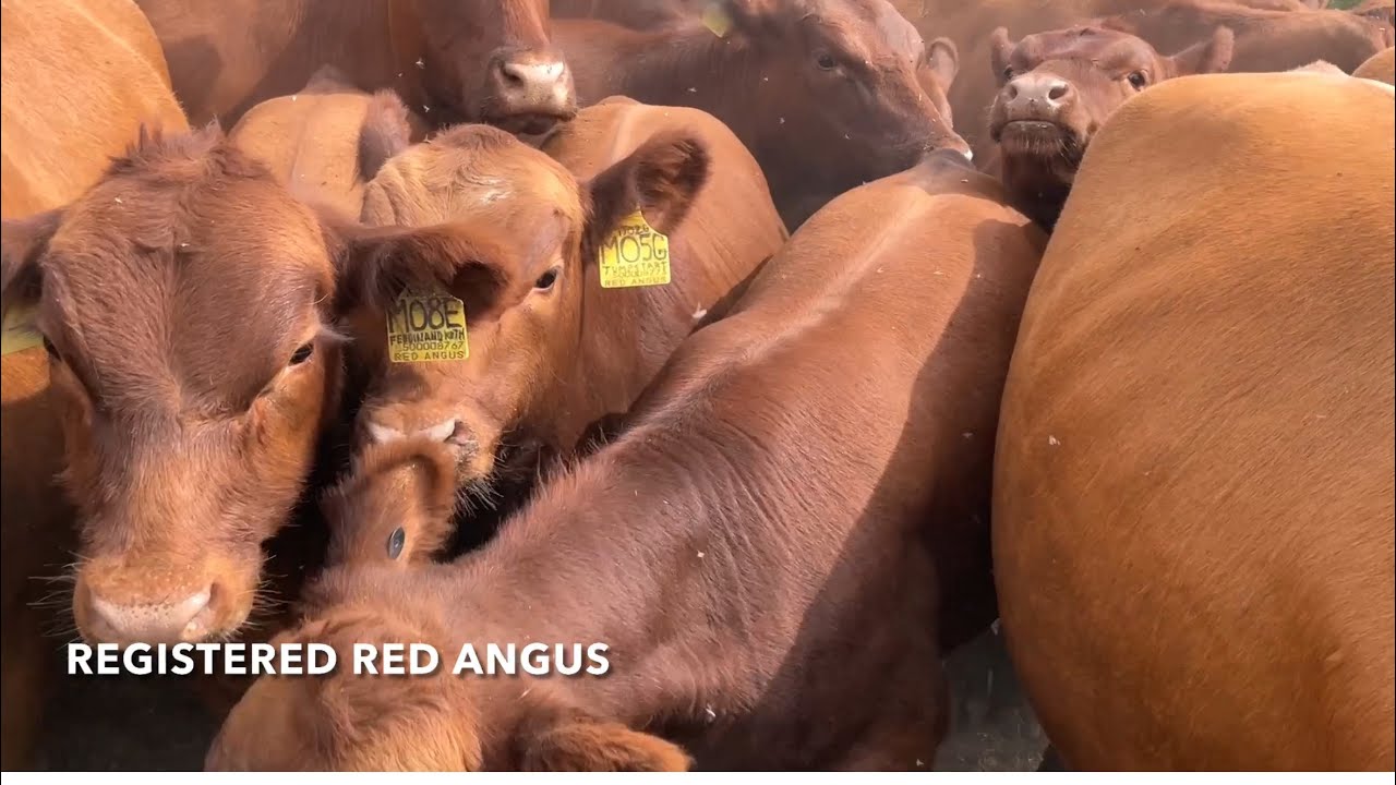 Hebert Cattle Co Moving Red Angus Cattle With Calm Disposition YouTube hebert-cattle-co-moving-red-angus-cattle-with-calm-disposition-youtube