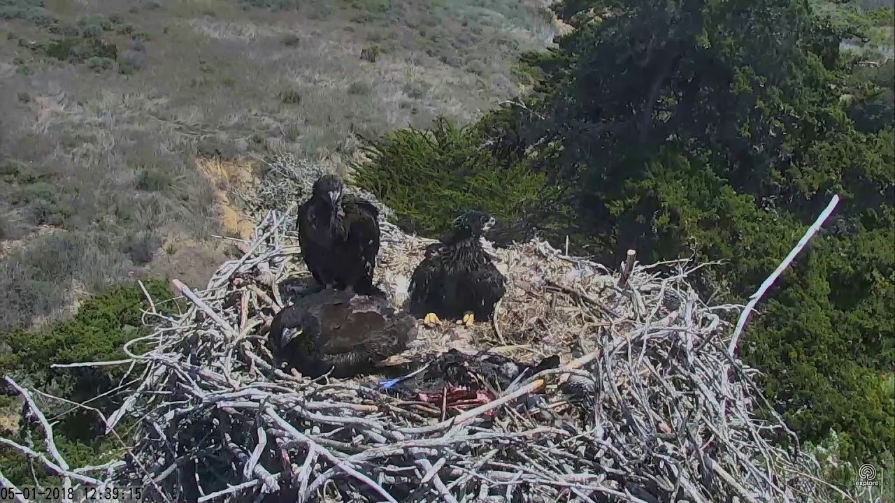 050118 Sauces Canyon eagles; banding day, getting to the nest. YouTube