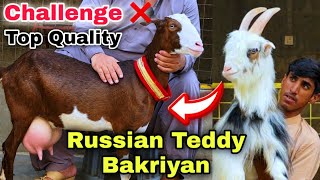 ❤️ Russian 🇷🇺 Teddy Bakriyan 😍 | Top Quality Fancy Bakra For Qurbani 2026 | Bakra Mandi 