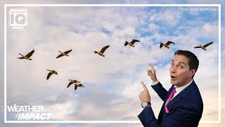 How animals make sense of weather patterns | Weather IQ