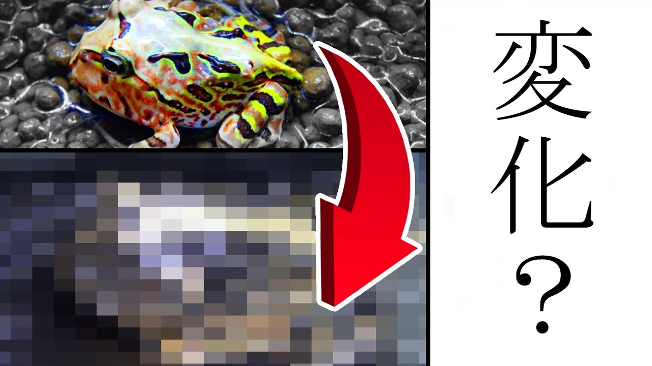 究極の蛙、アルティメットツノガエルが成長するとこうなります。 - YouTube