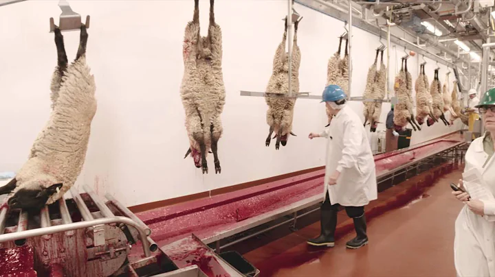 Video Tour of a Lamb Plant Featuring Temple Grandin - DayDayNews