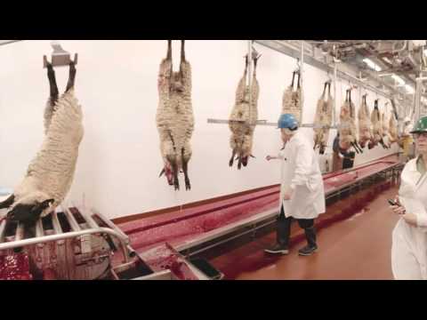 Video Tour of a Lamb Plant Featuring Temple Grandin