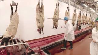 Video Tour Of A Lamb Plant Featuring Temple Grandin