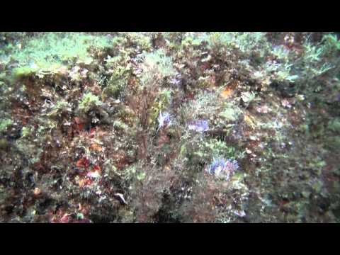 Flabelline mauve (Flabellina