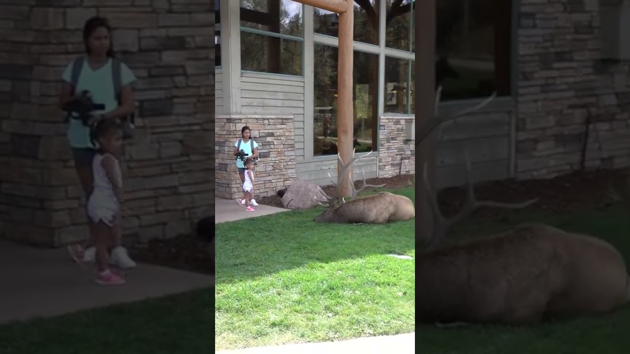 DO NOT GET THIS CLOSE TO BULL ELK DURING MATING SEASON 