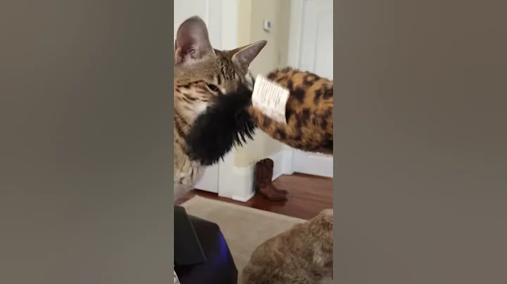 Video 8591481: f2 savannah cat playing, savannah cat playing fetch