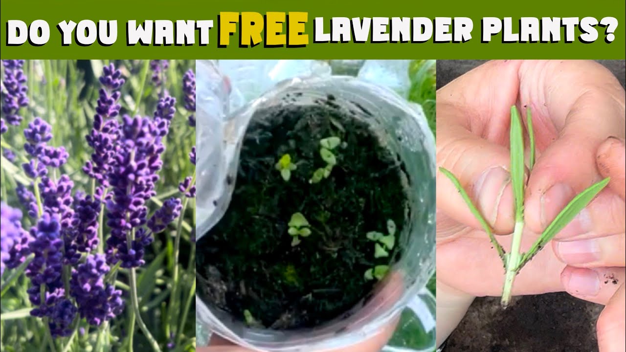 Grow LAVENDER from SEED & CUTTINGS. IT's easy! STEP-BY-STEP instructions. 