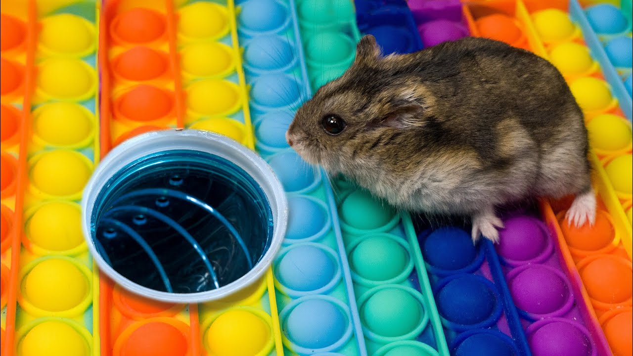Hamster Pop It Maze
