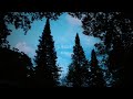 [BELLX] Jungle - Wild Heart, Jungle Beat