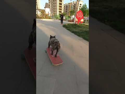 Funny pets video. - YouTube