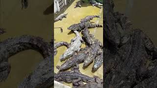 Best Food For Crocodiles