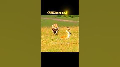 Cheetah vs Gazelle #trending #shorts #shortvideo #short #youtubeshorts #cheetah #gazelle #wildlife
