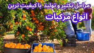 کاشتن هسته نارنج و پیوند زدن مرکبات / تولید با ارزش ترین نهال مرکباتی که همه دنبال آن هستند