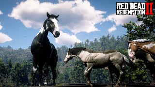 Red Dead Redemption 2 HORSES Euphoria Ragdolls ep 12