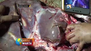 MAGETAN - Dinas Peternakan Temukan Cacing Hati Pada Sidak Tempat Pemotongan Hewan