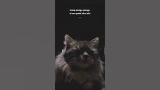 story wa terbaru 30 detik #kucing