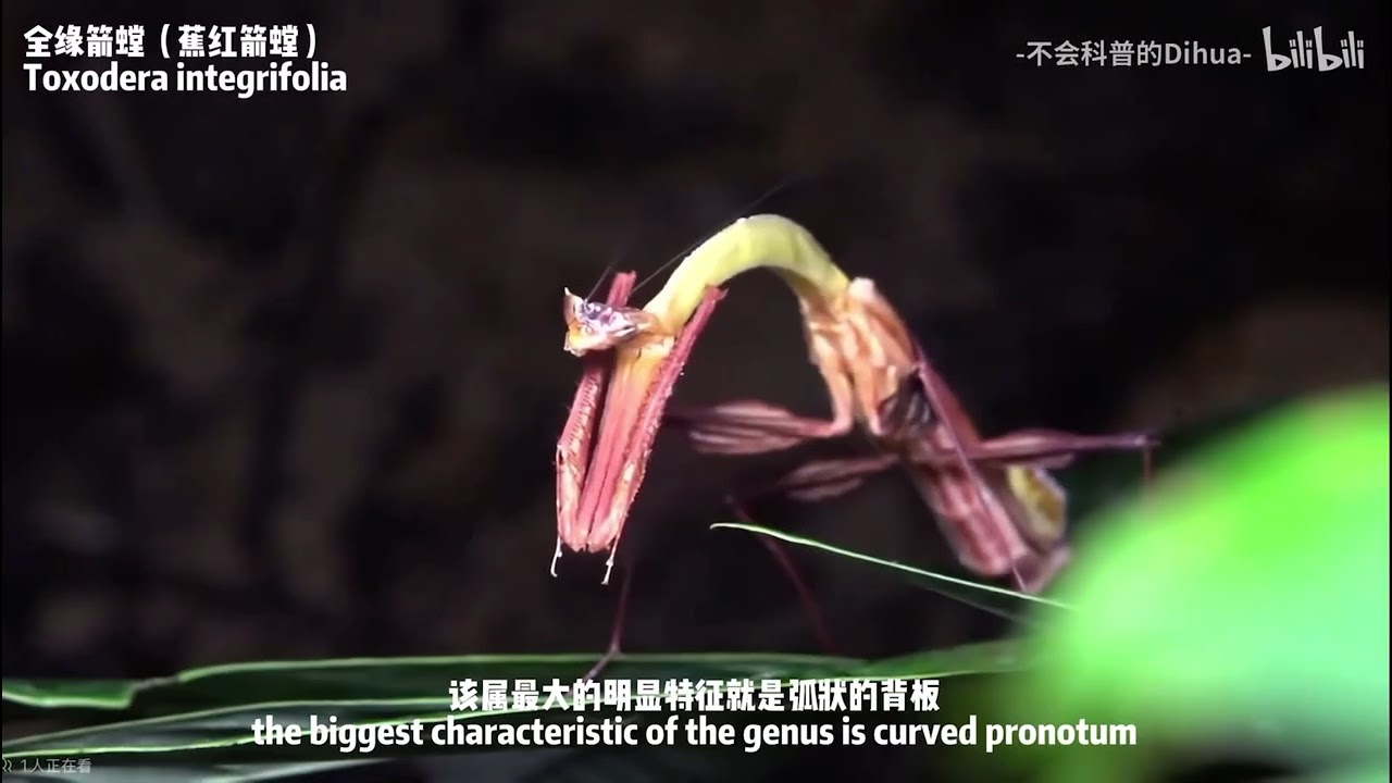 【Dihua’s taxonomist class】 Know everything about Toxoderidae in 3 minutes！三分钟玩转箭螳科分类