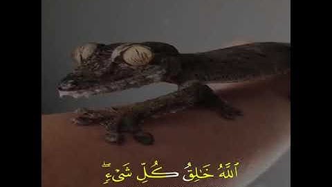 القارئ يونس اسويلص - سورة الزمر - من الآية 62 إلى الآية 63