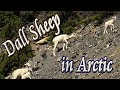 🐑 Dall Sheep in the Arctic 🏞️