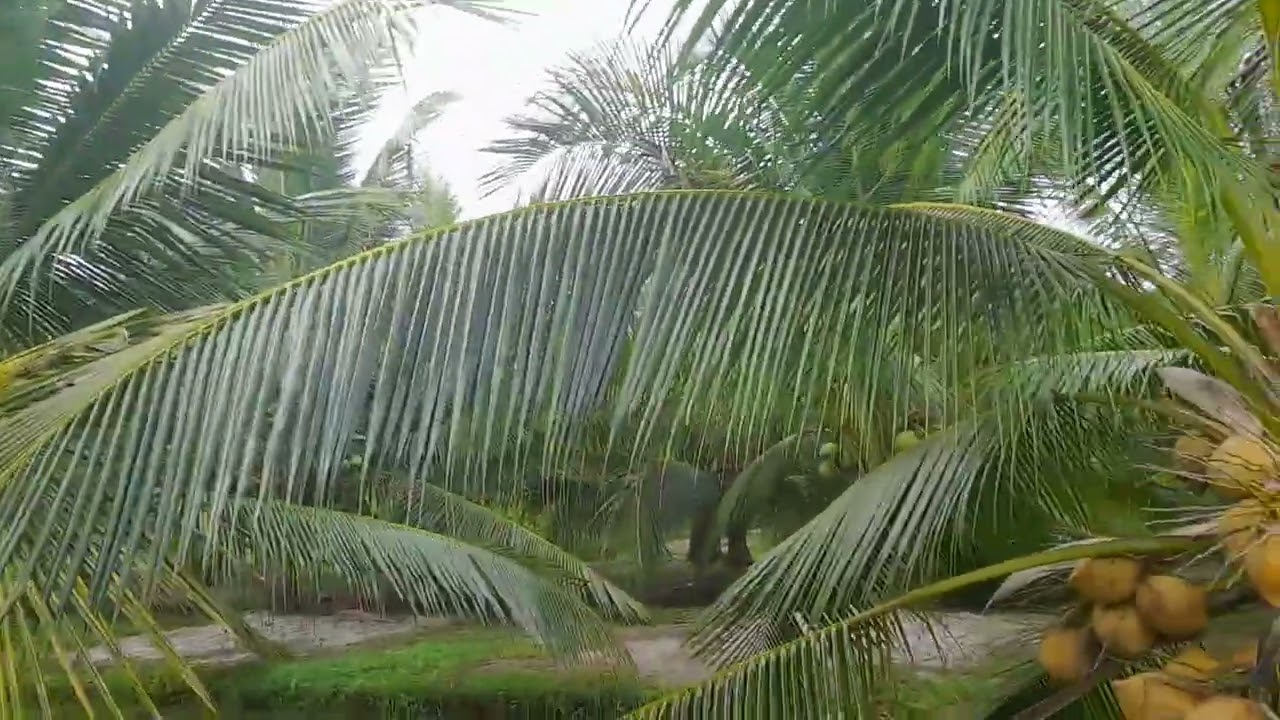 Chăm sóc dừa ta kính Chào anh chị em đã xem video của em 