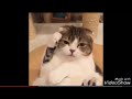 Funny cats video ever try not to laugh very funny cats