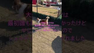 2026/1/12 シェルティ家族と遊ぶラフコリー