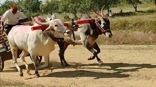 Jabardast Racing Bulls Of S Dhamane And Turkewadi Chandgad Running In Bailgadi Sharyat