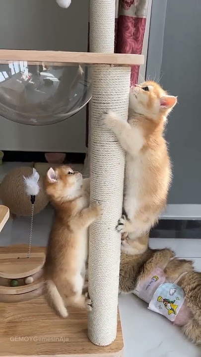 Kucing Nakal Ini Bikin Ngakak! 😹 | #KucingLucu #KucingNakal #GemesBanget
