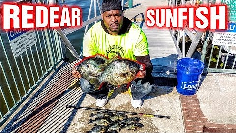 Huge Spawning Shellcracker!!! Redear Sunfish | Cane Pole Action!!!