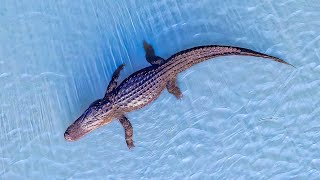 WE SWAM WITH GIGANTIC CROCODILES!!! and BECAME TOURISTS for a DAY - CROCODYLUS - CROCOSAURUS - RODEO by The Cartwrights 25,680 views 5 months ago 17 minutes