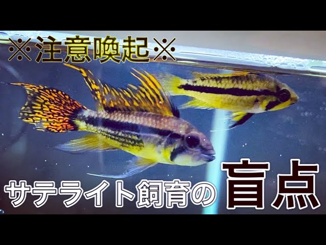 注意喚起 あわや稚魚全滅 南米の宝石 アピストグラマ カカトゥオイデス ダブルレッド 31 Youtube