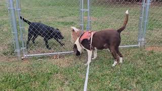 Dog Peeing Contest
