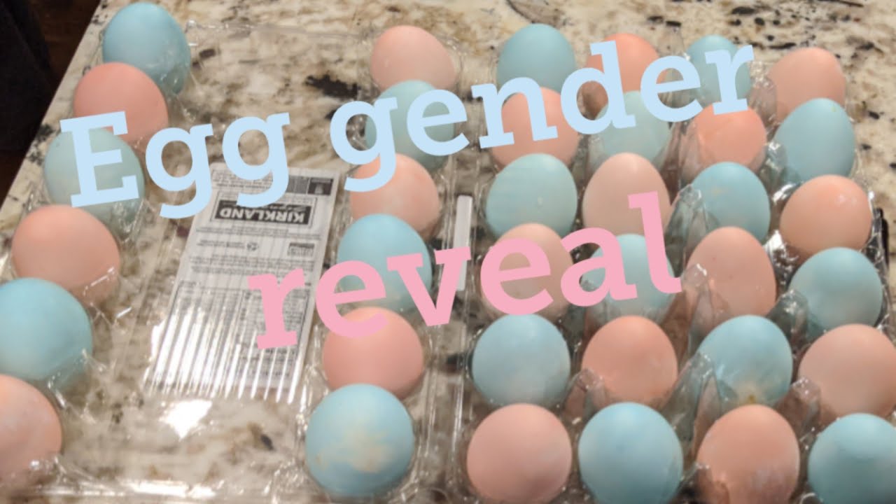 Egg gender reveal YouTube