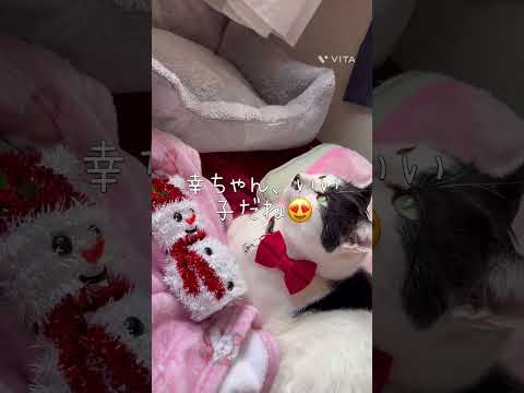 #2025.12.24猫ちゃんのクリスマス🎄🧑‍🎄🎁 #aiミュージック #クリスマス #猫のいる暮らし