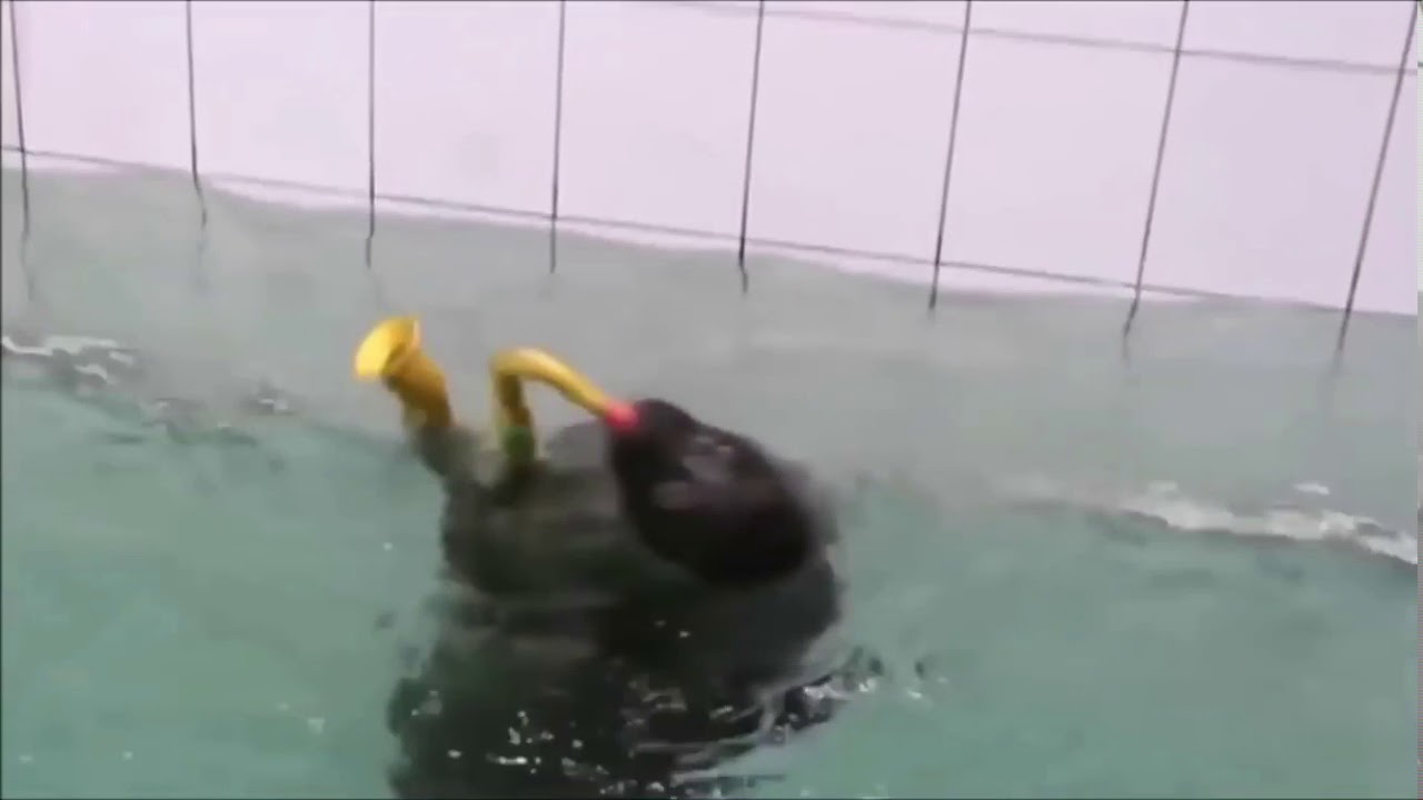 Sax Seal YouTube