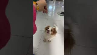 Play Vibes Joyful Bounce  puppy funny