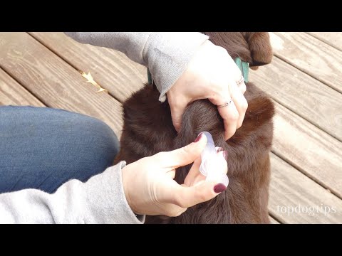 Video: Injekcinių vaistų skyrimas šuniui