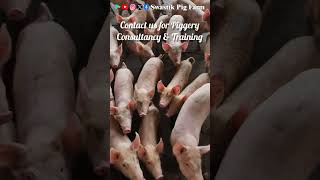 Amazing And Adorable Piglets.#piggery #swastikpigfarm #pig #businessideas #piggerybusiness #business
