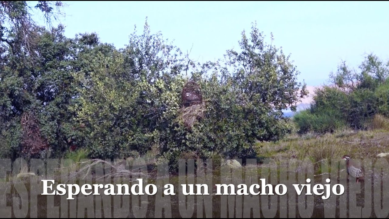 Esperando a un macho viejo.