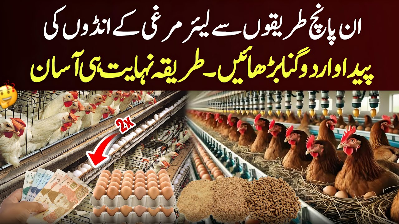 Layer Murghi Ka 2 Anda Dene Ka Raaz 🐓 | 5 Asan Tips to Increase Egg Production