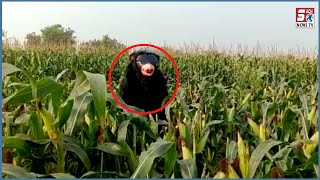 Bandaron Aur Junglee Suwaron Se Kaise Bachaye Fasal Ko | Dekhiye Anokha Tariqa | SACH NEWS |
