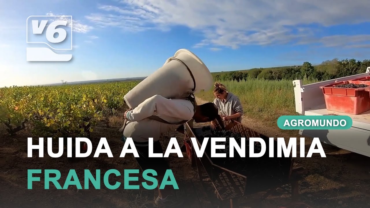 La "huída" desde Albacete a la vendimia francesa