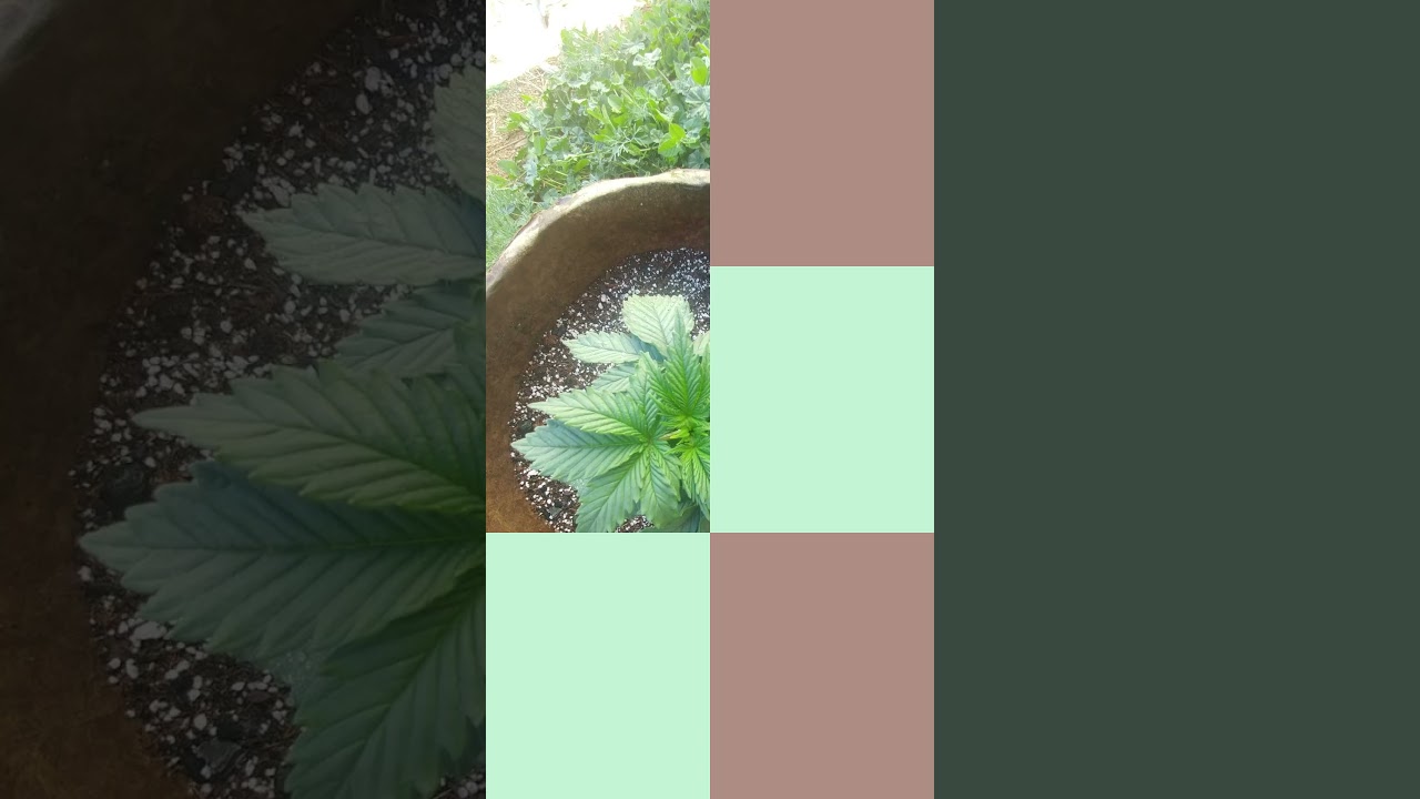 Chocolope Coming Soon🌳