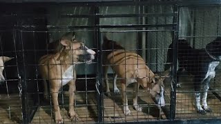 ANJING PEMBURU SUBANG KEPUNYAAN PAK ADI || ANJING SILANGAN KAMPUNG & RAS