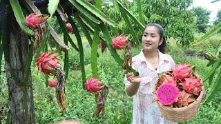 Have You Ever Grown Dragon Fruit At Home? / Harvest Dragon Fruit And Cooking / Cooking With Sreypov