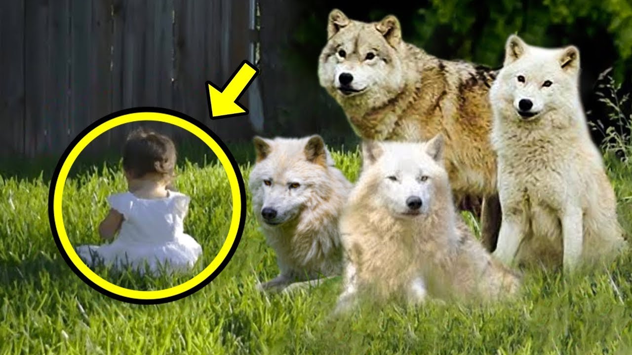 Немая девочка постоянно уходила в лес. Однажды родители пошли с ней и ...