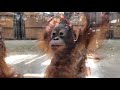 Baby Orangutan LOKI 13 - 1 year 5 months old, playing with Ceria indoor