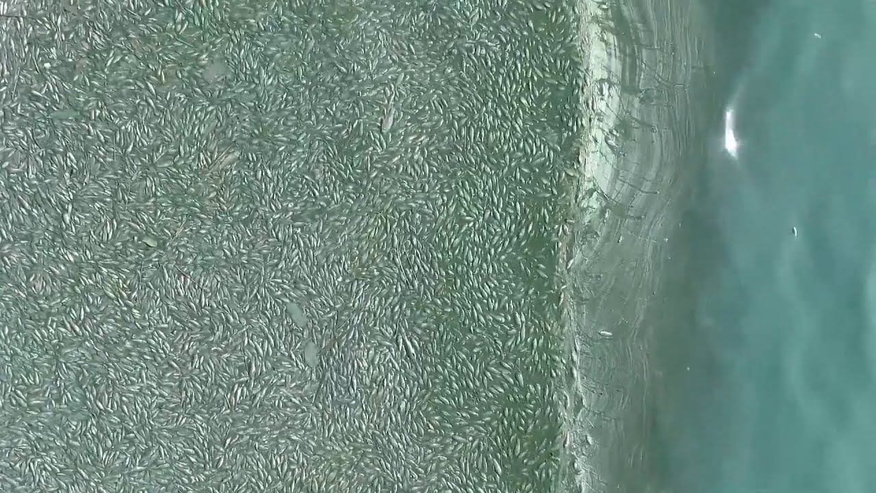 Tons of dead fish wash up on banks of Lebanon's Lake Qaraoun