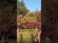 Amazing colorful Autumn leaves 2025 #shortsfeed #shortvideo #ytviral